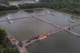 Bac Lieu to expand 2 sustainable shrimp farming models