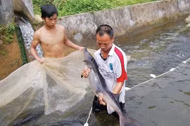 Caged-sturgeon breeding brings high incomes to mountainous farmers