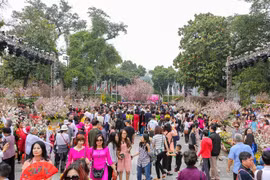 Goodwill ambassador for Japanese cherry blossom to be chosen 