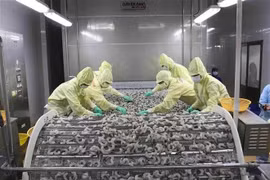 Shrimp processing for export (Photo: VNA)