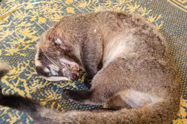 ENV: Arrests for wildlife violations on the rise
