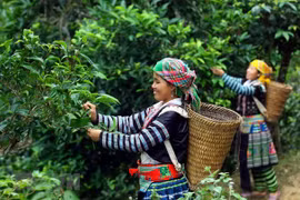 Phin Ho ‘shan tuyet’ tea – well-known specialty of Ha Giang
