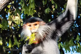 The red-shanked douc – “Queen of primates” (Photo: VietnamPlus)