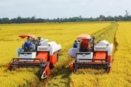 Export results in 2023 provide stepping stone for rice sector next year