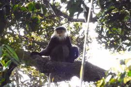 Populations of endangered species found in Kon Tum