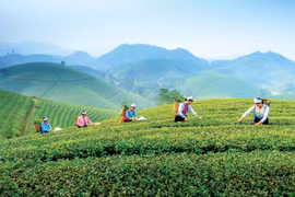 Thai Nguyen taps into tea culture to boost tourism