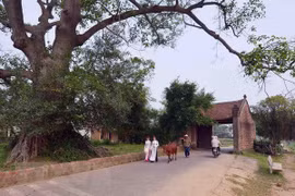 Local tourist attractions becoming popular among Hanoians
