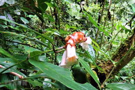Biodiversity conservation plan to be built