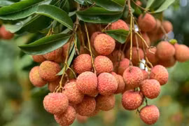 Bac Giang secures successful lychee crop in trying time