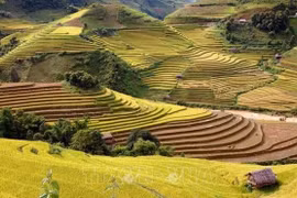 Northwestern provinces look to turn terraced fields into cultural assets