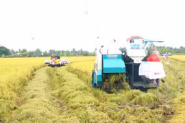 Farmers harvest high quality rice in the fields of Tien Thuan Cooperative in the Mekong Delta city of Can Tho (Photo: VNA)