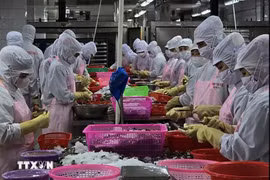Workers process shrimp for export (Photo: VNA)