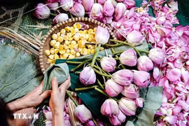 Hanoi's lotus-marinated tea is a famous product of the capital city (Photo: VNA)