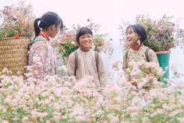 Buckwheat flower season in Ha Giang