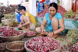 Ly Son island farmers enjoy bumper shallot crop