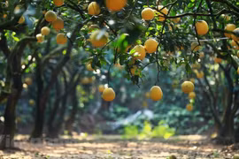 Hanoi's Dien pomelo, special fruit for Lunar New Year