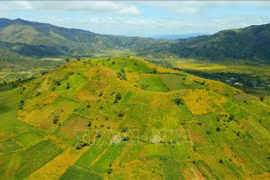 Enchanting wild sunflowers shine on Chu Dang Ya extinct volcano