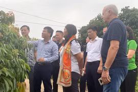Bac Giang boosts lychee export to US