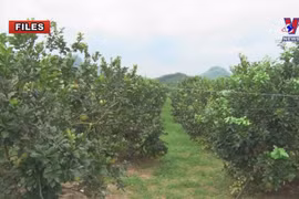 Phuc Trach pomelo to be sold online