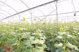 Bac Giang: Sci-tech application to promote socio-economic development