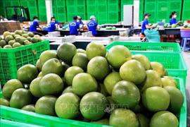 Vietnam’s fresh pomelo licensed to export to RoK
