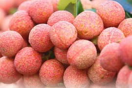 Bac Giang successfully exports lychee to demanding markets