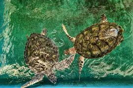 Sea turtles are rescued at the Nui Chua National Park in Vnh Hai commune, Ninh Hai district, Ninh Thuan province. (Photo: VNA)