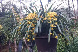 Bustling market of orchids in Sin Suoi Ho, Lai Chau