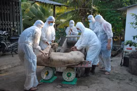 African swine fever keeps spreading