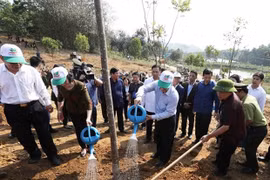 Tree planting - a traditional custom in Lunar New Year festival