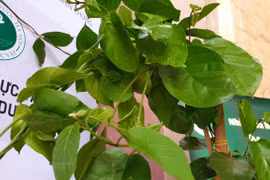 Herbal plant proves effective against diabetes