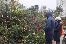 Traditional flower market adds vibrancy to Hanoi’s Tet flamboyance