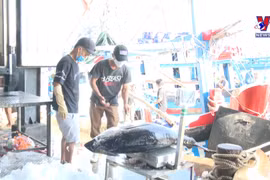 Fishermen in Khanh Hoa net bumper tuna catch