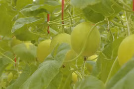Digital transformation paves way for agro exports
