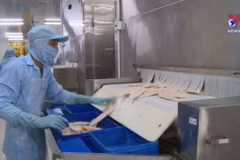 Vietnamese tra fish sector enters new development cycle