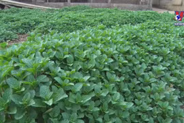 Lai Chau developing cultivation area for medicinal crops