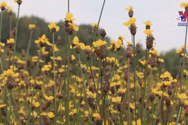 Xyris indica shows off beauty of Tram Chim National Park