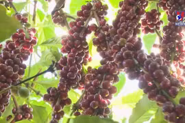 Vietnam’s coffee exports eyes over 4 billion USD in 2023