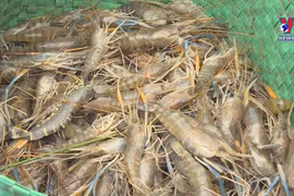 Ca Mau to host first-ever shrimp festival in 2023