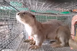 A river otter is put up for sale for 10 million VND (over 436 USD) in Long An province. (Photo: VietnamPlus)