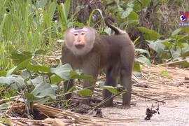 Thua Thien-Hue beefs up wildlife protection and rescue