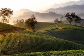 Stunning sunrise over Long Coc tea hill 