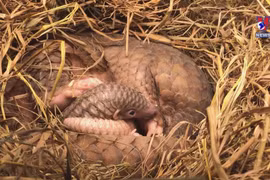 More efforts to conserve pangolin carried out