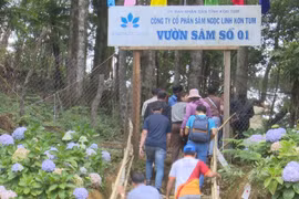 Kon Tum’s Ngoc Linh ginseng seed harvest season sets in
