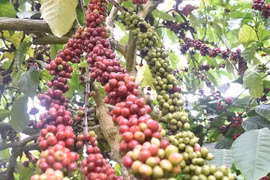 Vietnam to replant 107,000ha of coffee by 2025