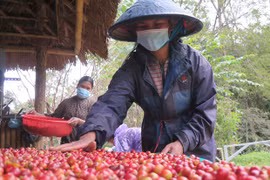Higher coffee exports to UK brewing under mutual FTA