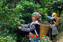 Phin Ho ‘shan tuyet’ tea –specialty of Ha Giang