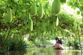 Dong Thap province works to promote development of eco-tourism 