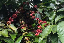 Buon Ma Thuot coffee festival to return next year 