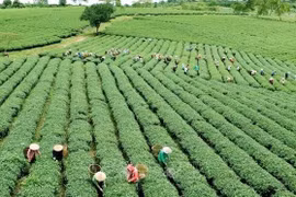 Green agriculture: Vietnam’s efforts to reduce carbon footprint